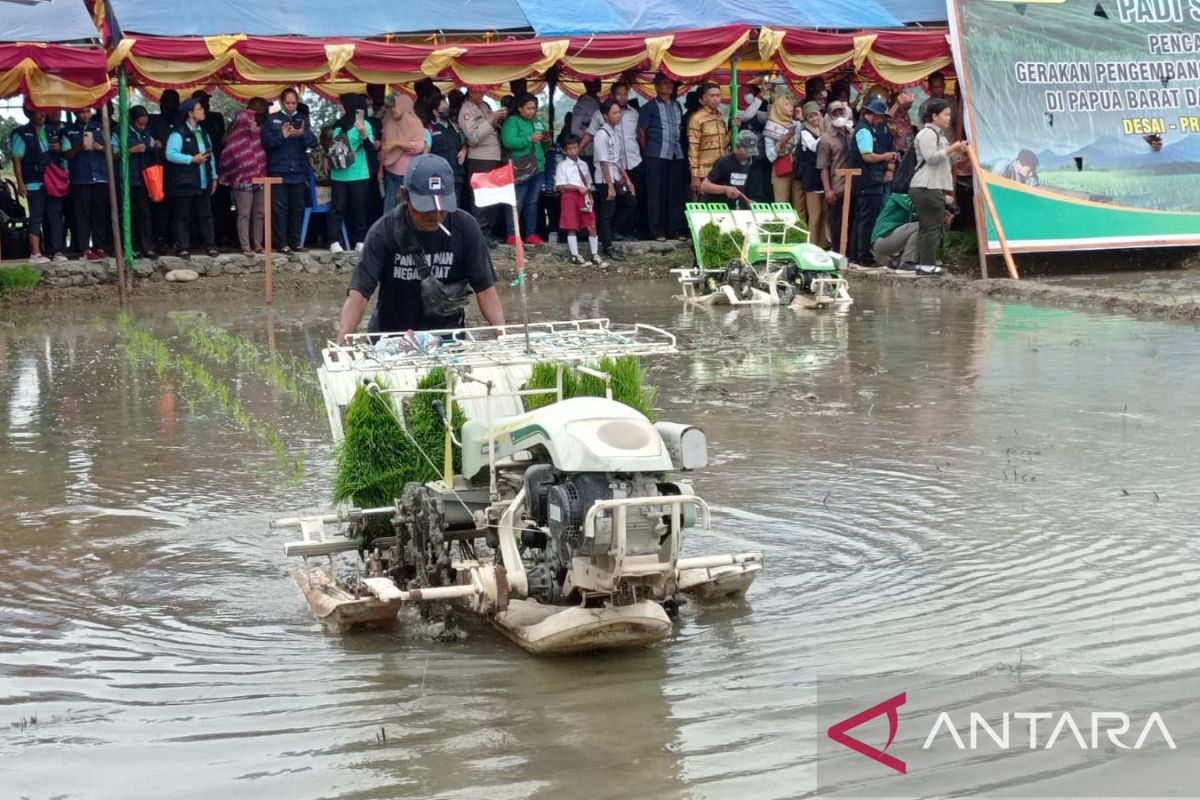 BPS perkirakan produksi padi Papua Barat turun