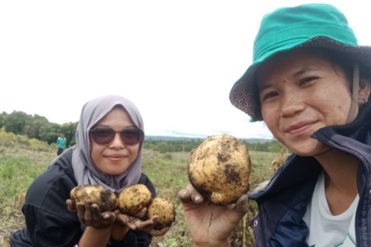 Panen kentang, Polbangtan Medan dampingi petani Food Estate Humbahas