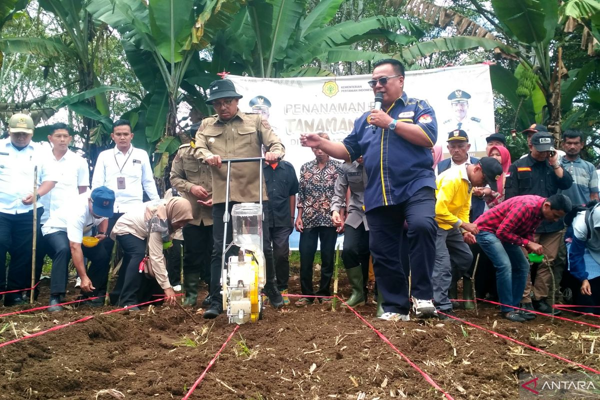 Solok Selatan kembangkan Sorgum tingkatkan pendapatan petani