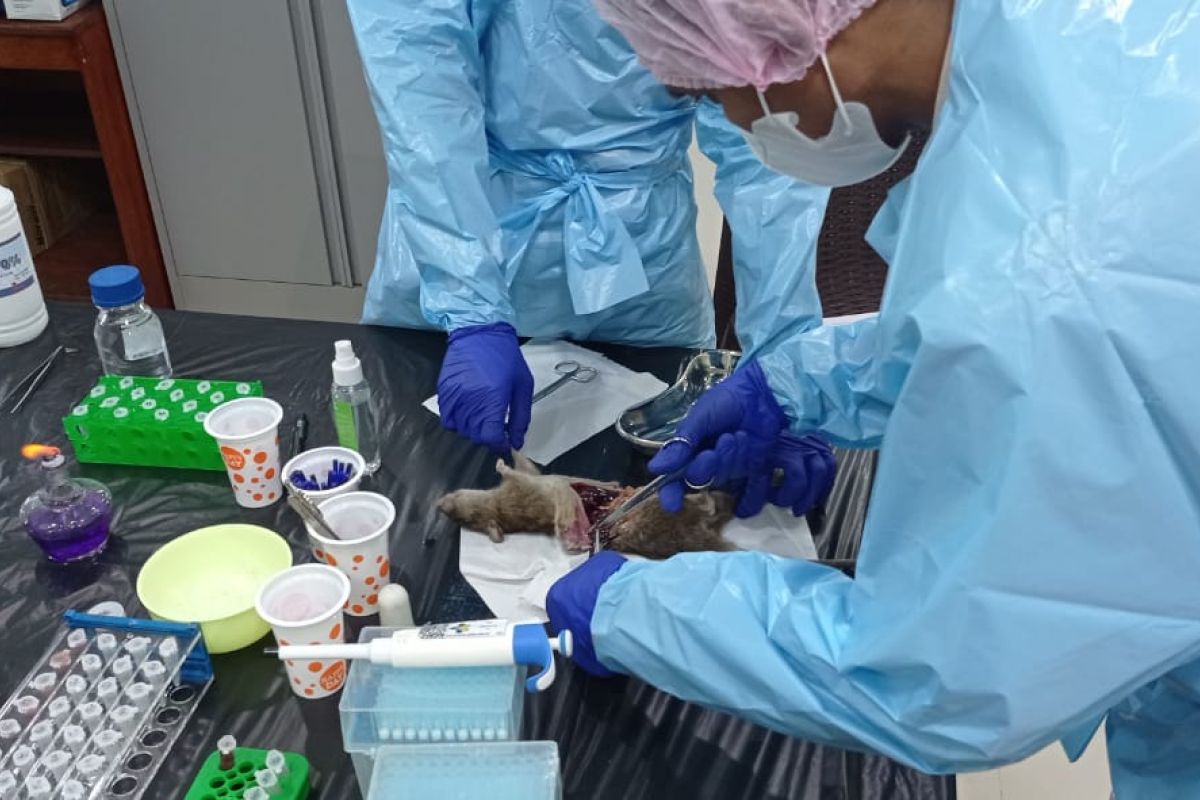 Kemenkes petakan faktor risiko penularan leptospirosis di Manokwari