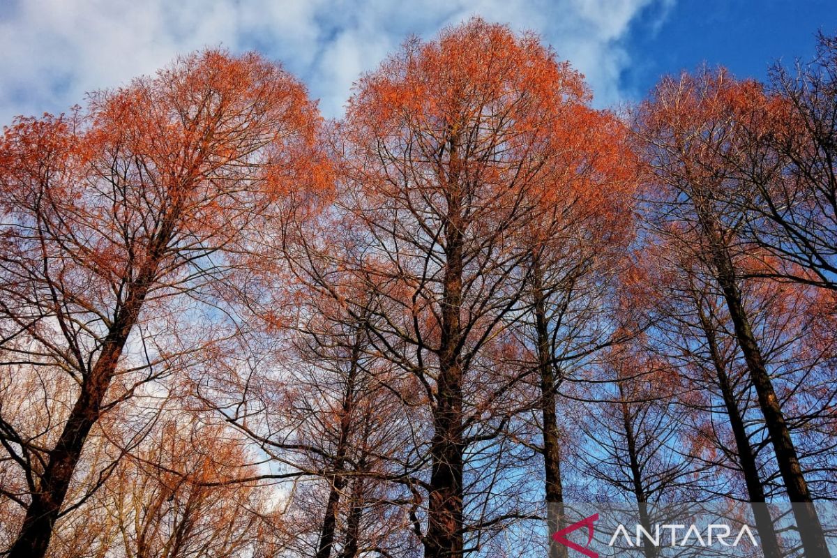 Pinus merah untuk perawatan kulit, ini kata ahlinya