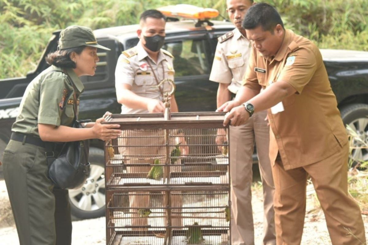 Karantina Pertanian lepasliarkan burung Cucak Hijau di hutan Kaltara