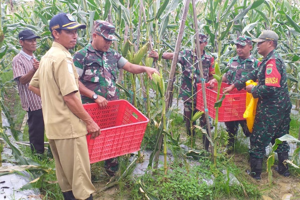 Prajurit TNI bantu petani Sorong panen jagung dukung ketahanan pangan