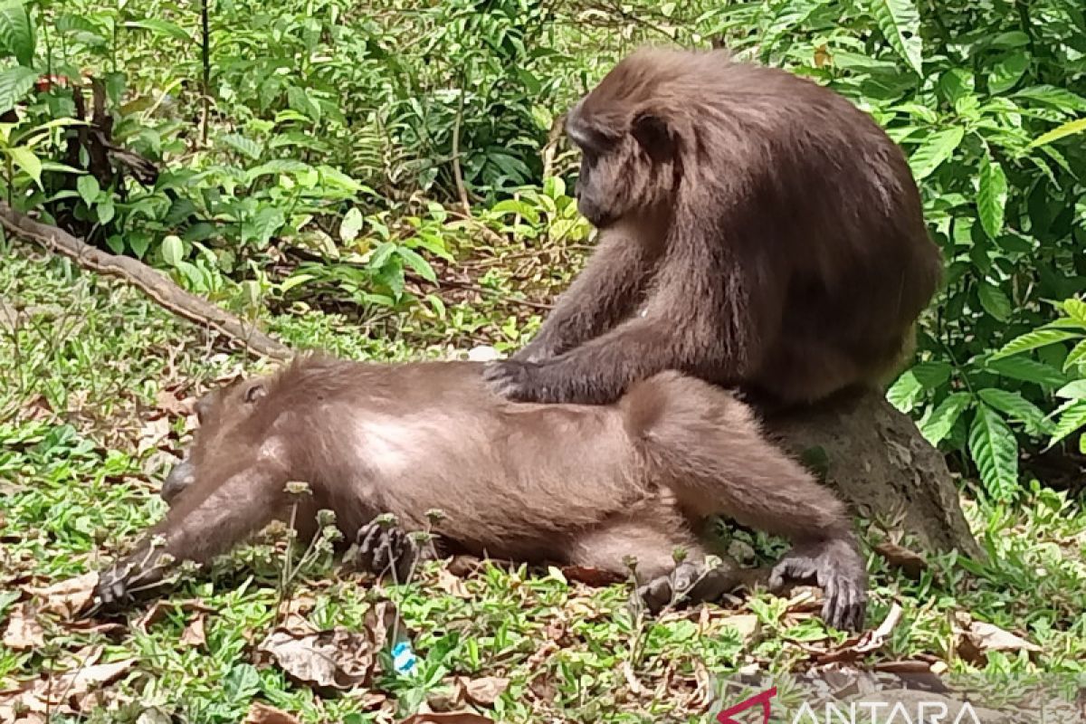 Pengelola Taman Nasional Babul imbau lindungi monyet khas Sulawesi