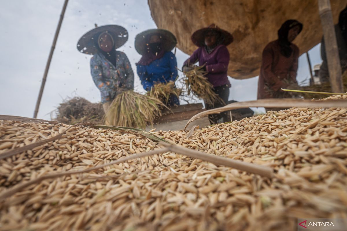 Produksi padi Banten pada triwulan I 2023 diperkirakan capai 554.609 ton