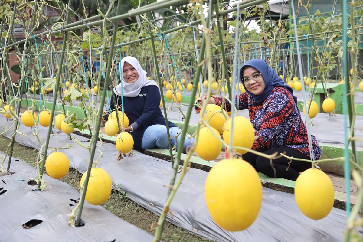 Pemkot Surabaya budidaya melon emas untuk program padat karya