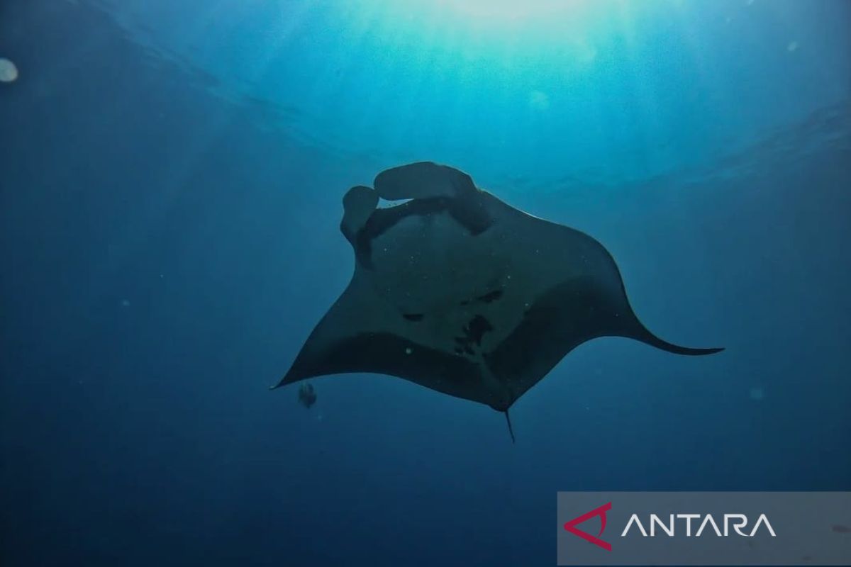 Wayag Raja Ampat sebagai tempat pembesar pari manta di dunia