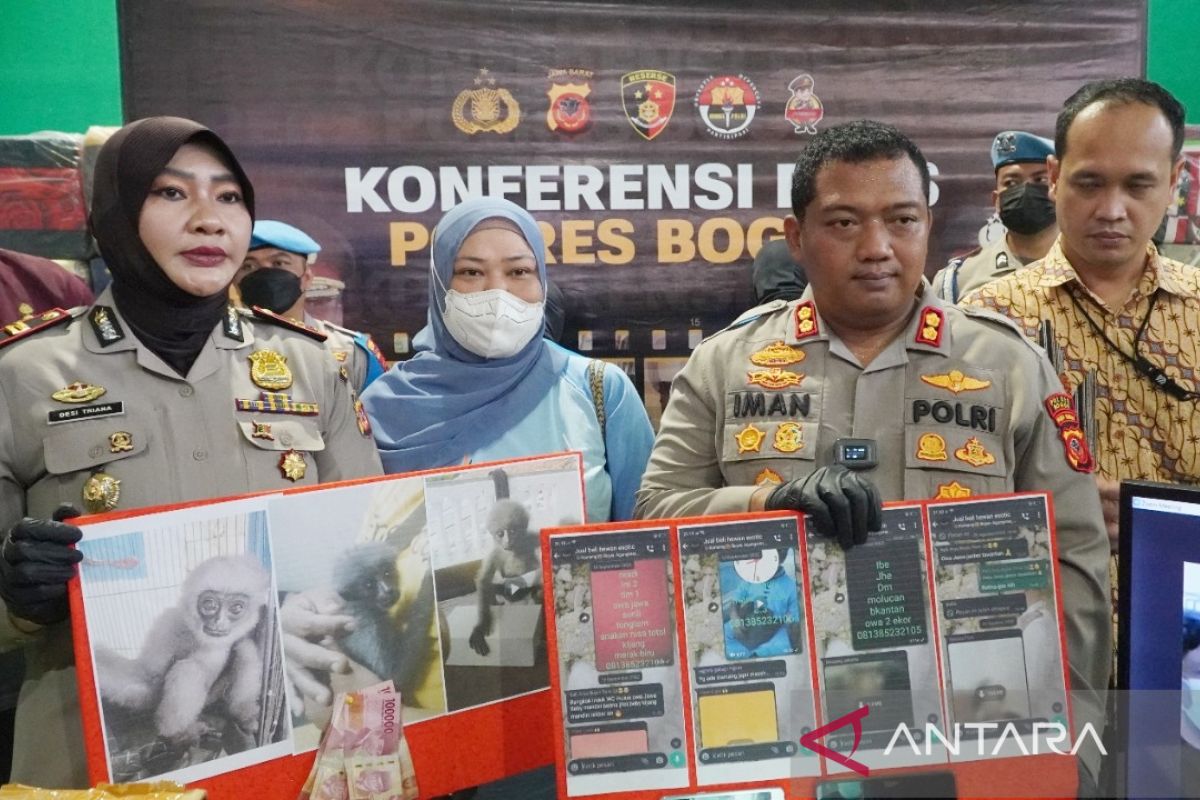 Polres Bogor tangkap dua penjual satwa liar owa jawa