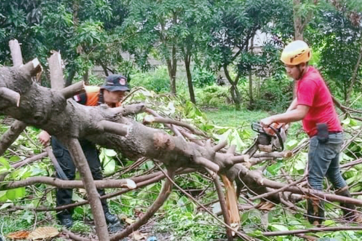 Hujan dan angin kencang akibatkan pohon tumbang di sejumlah titik di Subang