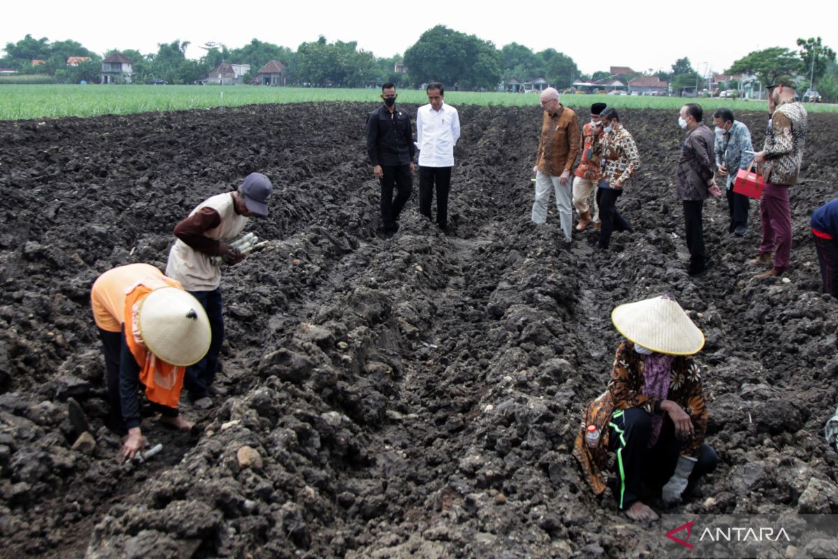 Jokowi presses for improving quality, productivity of local sugarcane