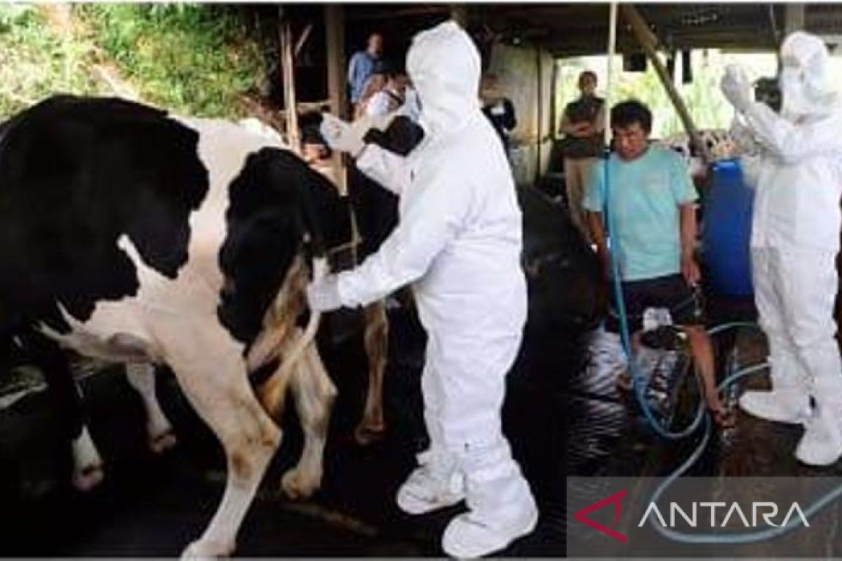 Satgas: 16.051 ternak di Bangka Belitung telah disuntik vaksin PMK