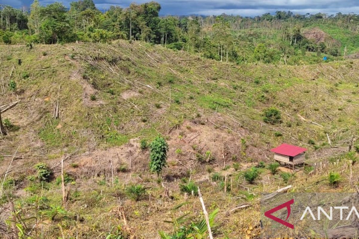 Konsorsium: Ungkap aktor kejahatan kehutanan di Bentang Seblat