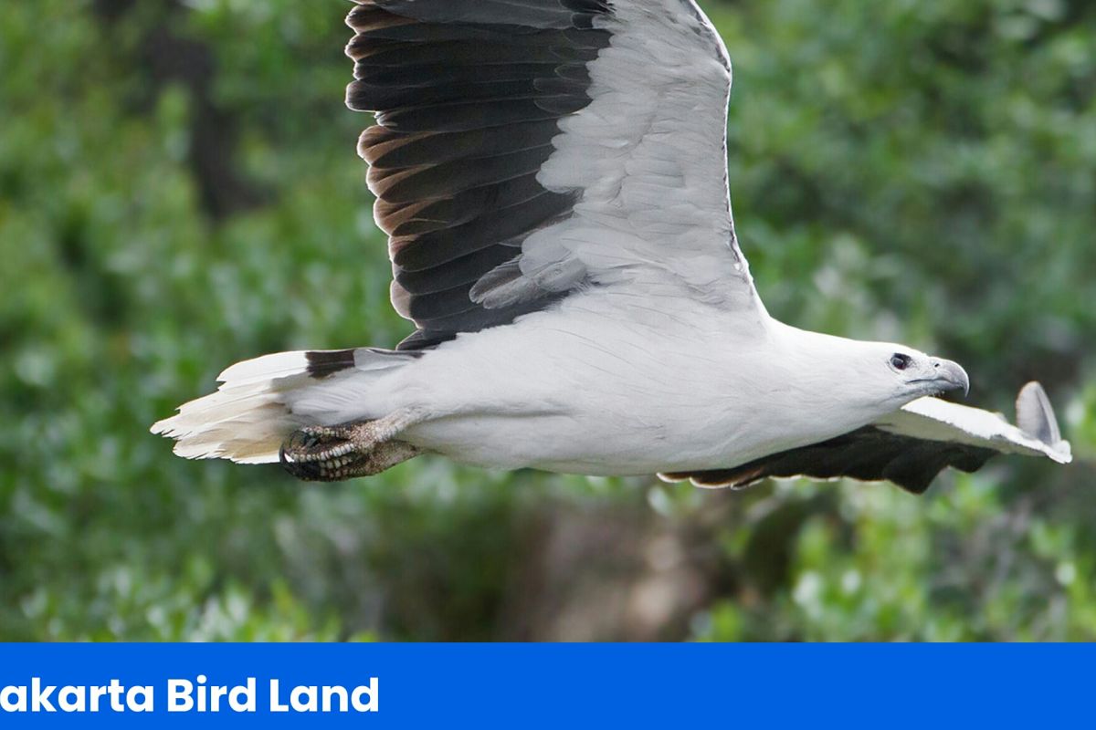 Ancol gelar eksplorasi burung peringati hari puspa dan satwa nasional