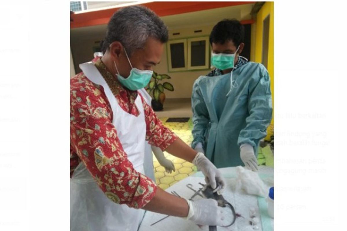 Dinkes Tulungagung ambil sampel ginjal tikus liar guna antisipasi leptospirosis