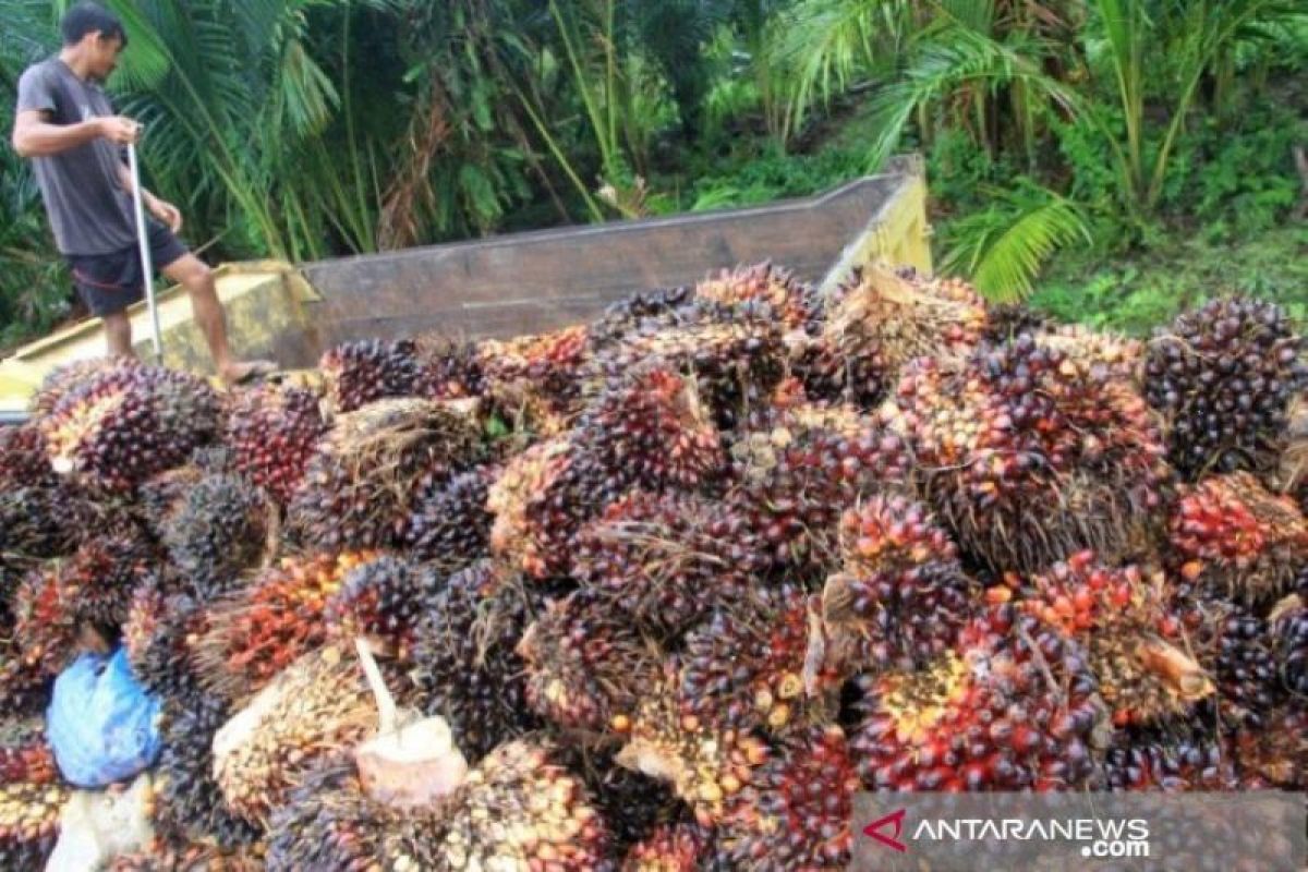 Harga CPO di Jambi naik Rp291 per kilogram jadi Rp12.239