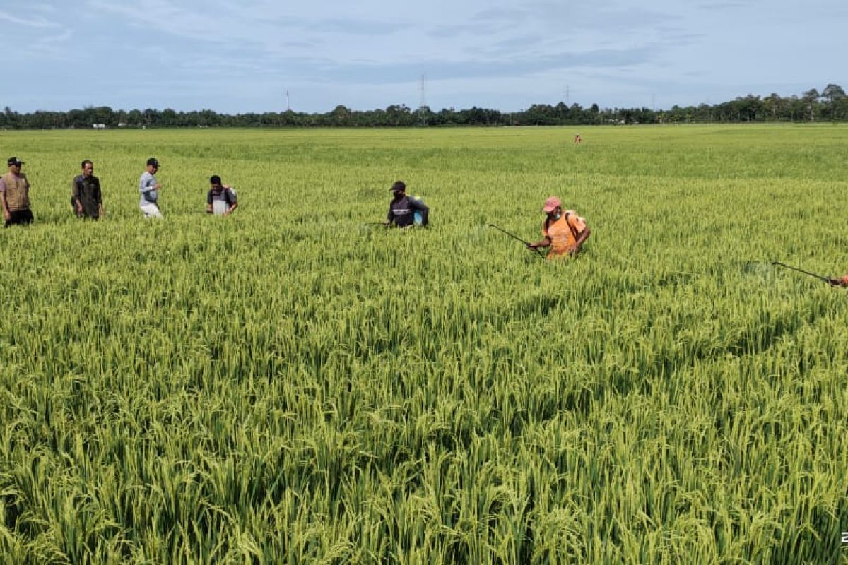 Diserang hama, Petani Abdya kompak basmi hama secara massal