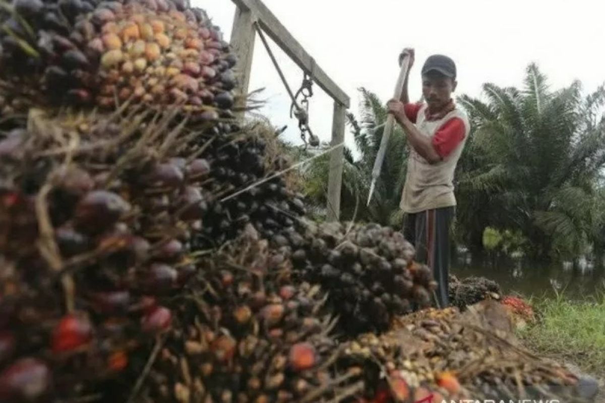 Ini beberapa keunggulan sawit Indonesia, termasuk diklaim sudah sustainable