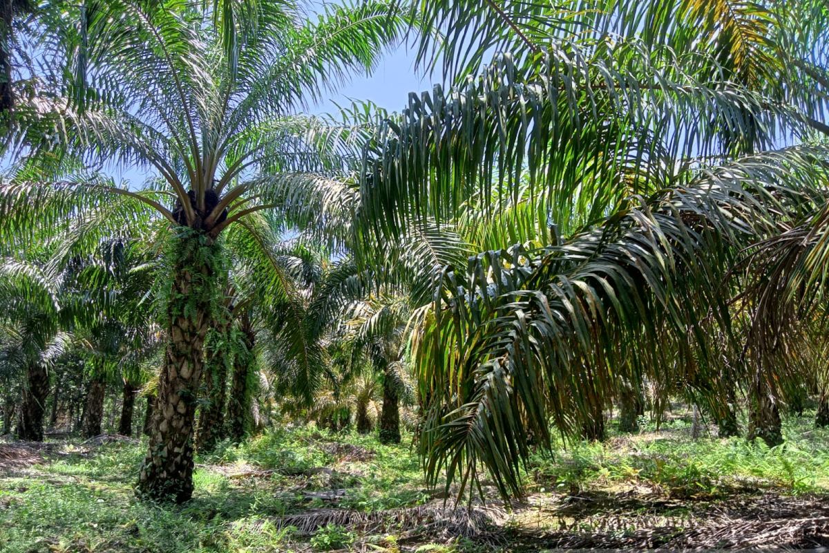 Pemkab Luwu Utara dorong peningkatan produksi sawit dan kakao