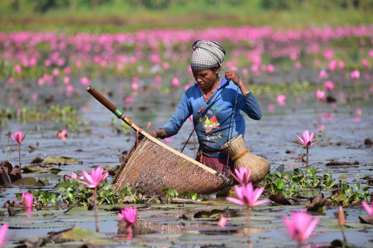 Potret bunga seroja bermekaran di Negara Bagian Assam, India
