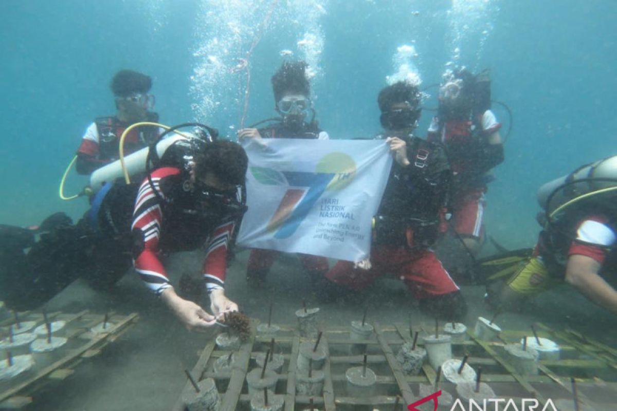 PLN-Komunitas Selam kolaborasi transplantasi terumbu karang di Manado
