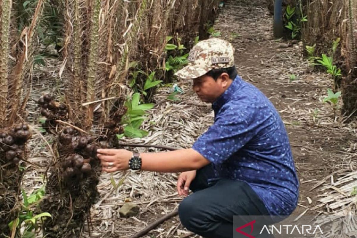 Salak Sabang resmi terdaftar jadi varietas di Kementan