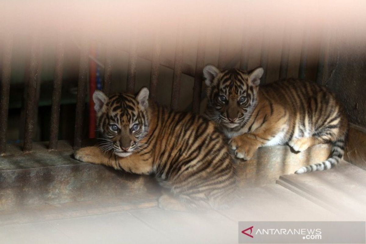 Anak harimau masuk perangkap di Pelalawan