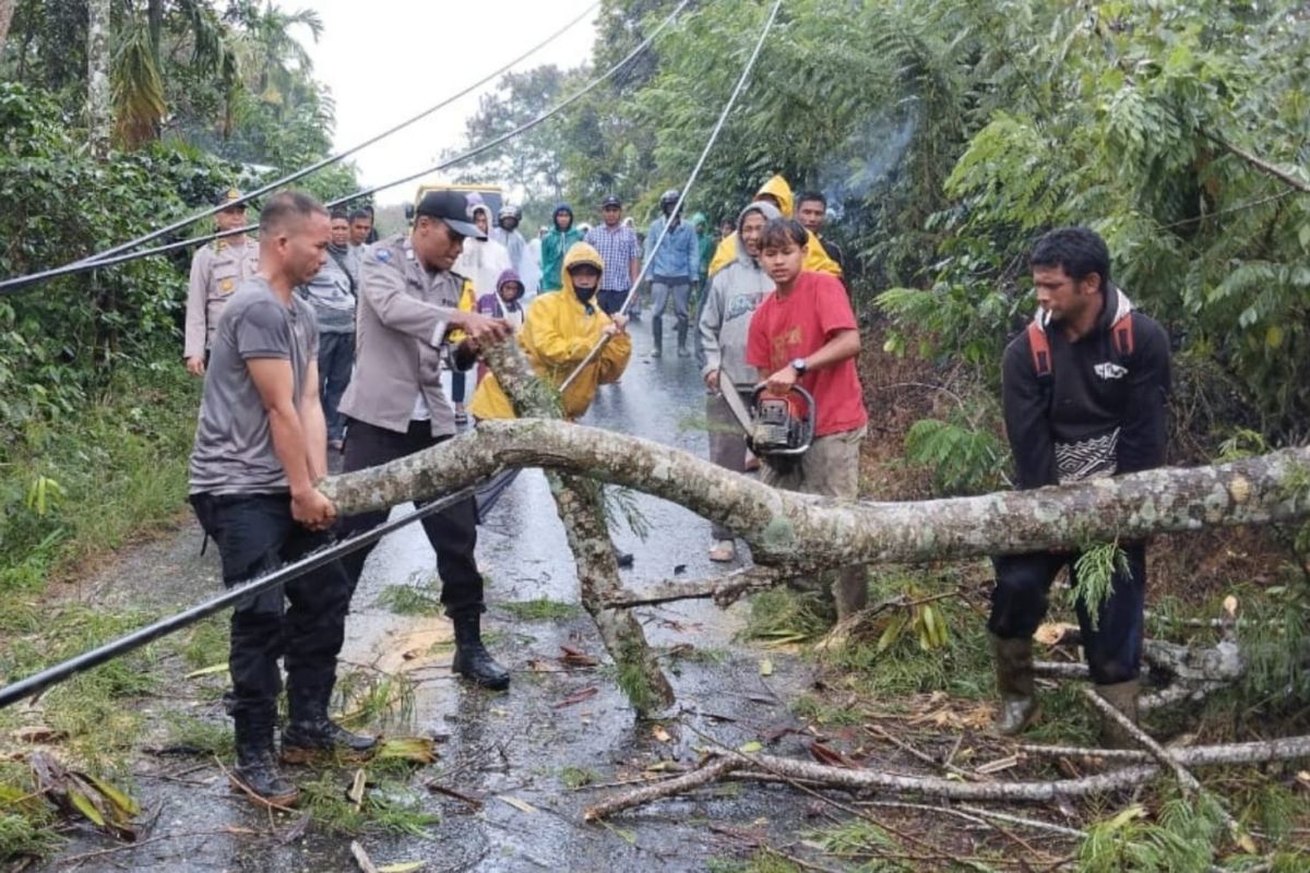 Warga diimbau waspadai pohon tumbang akibat cuaca ekstrem
