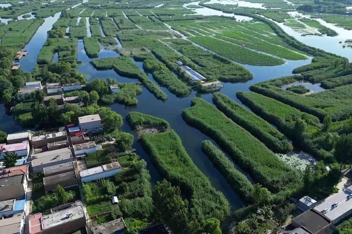 China utara adopsi teknologi baru lindungi ekosistem lahan basah