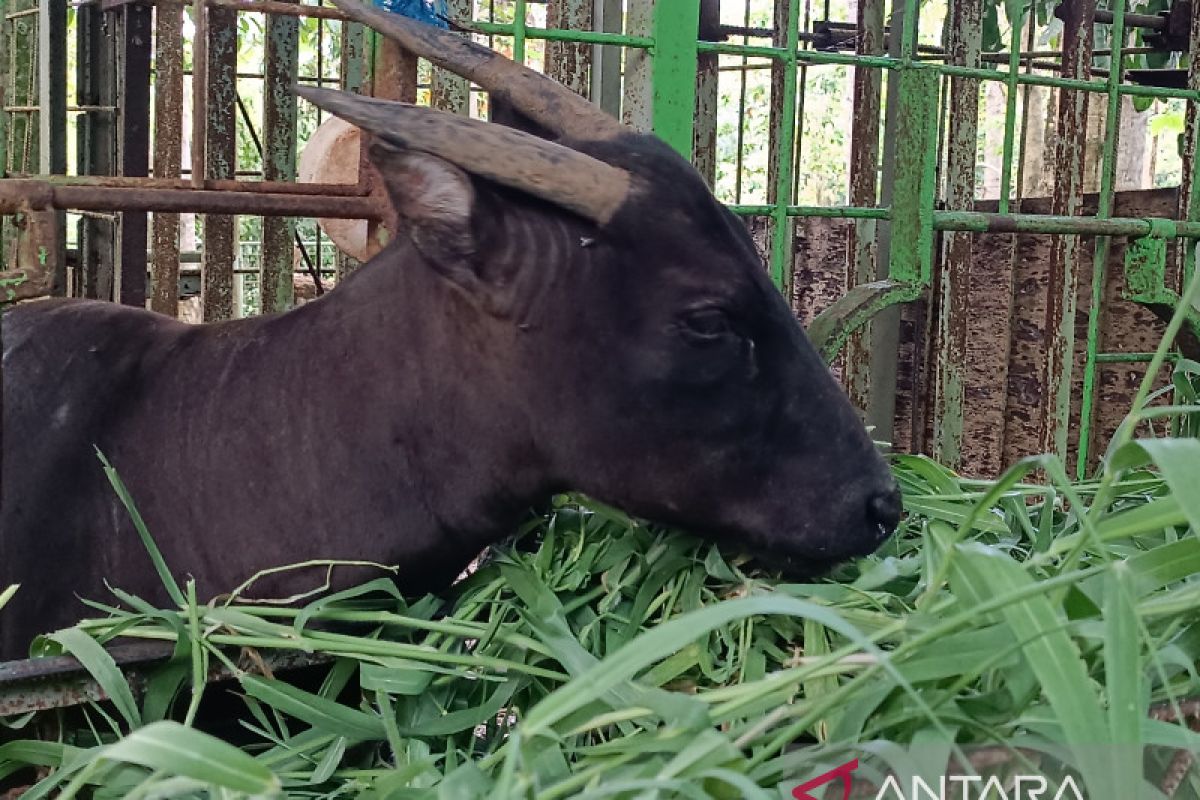 BKSDA Sulawesi Utara lacak asal Anoa dan Babi Rusa dijual di pasar tradisional