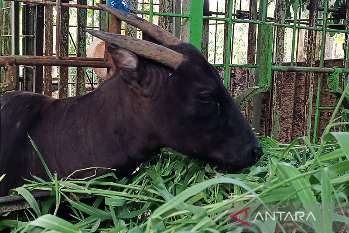BKSDA Sulut lacak asal Anoa dan Babi Rusa dijual di pasar tradisional
