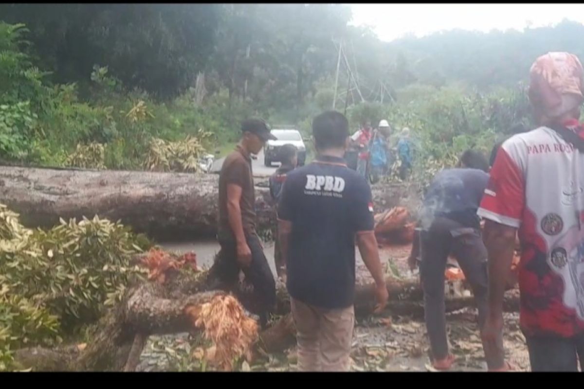 BPBD  KKU sigap membersihkan pohon tumbang  di jalan Sukadana