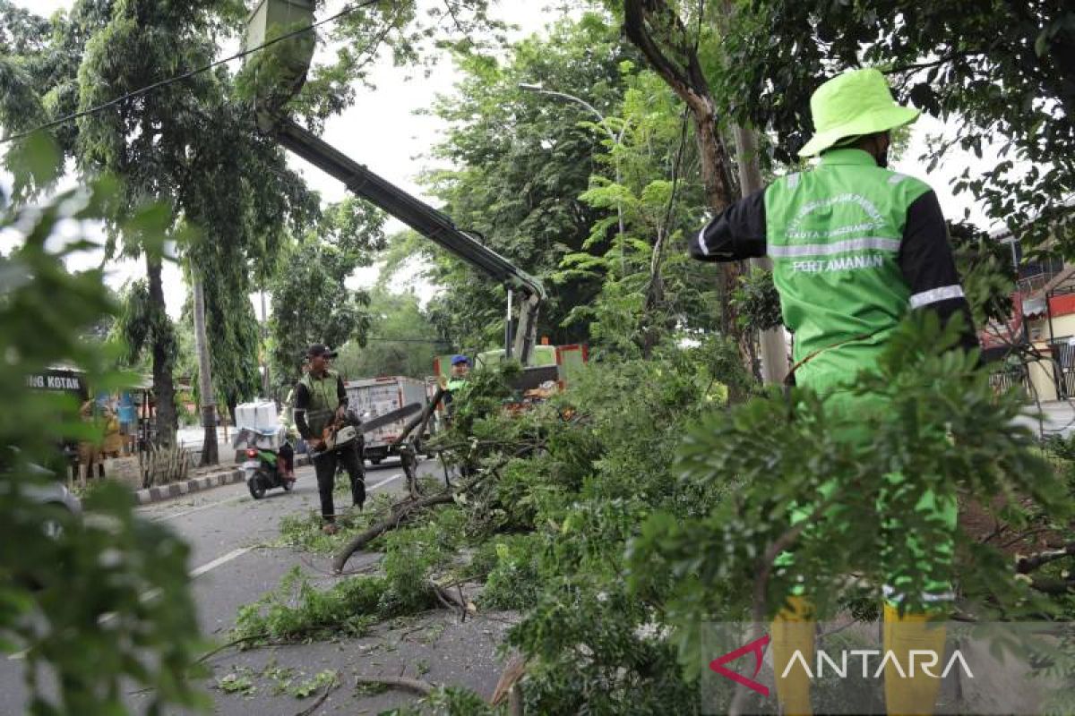 Disbudpar Tangerang tingkatkan inspeksi pohon rawan tumbang di musim hujan