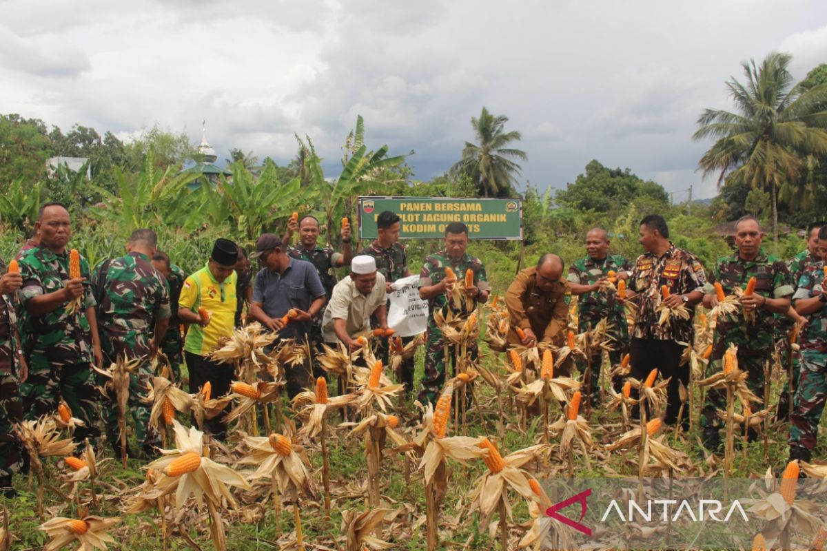 Dukung ketahanan pangan, Kodim 0212/TS manfaatkan lahan tidur