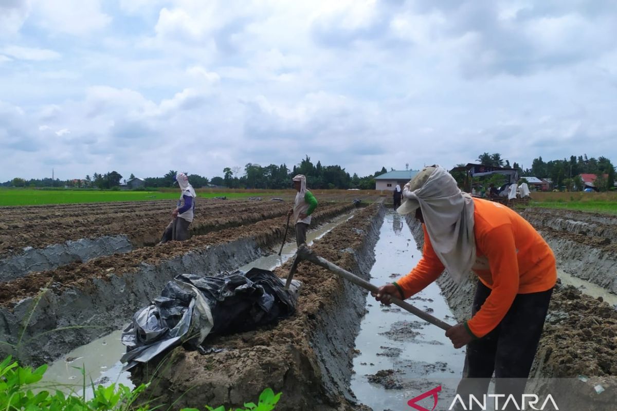 Kepahlawanan petani dalam mewujudkan swasembada pangan di Indonesia
