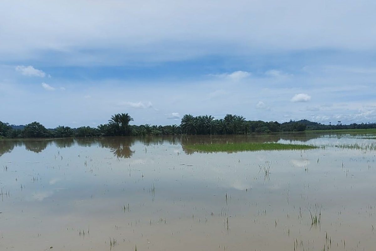 1.090 hektare padi di Aceh Timur terancam gagal panen