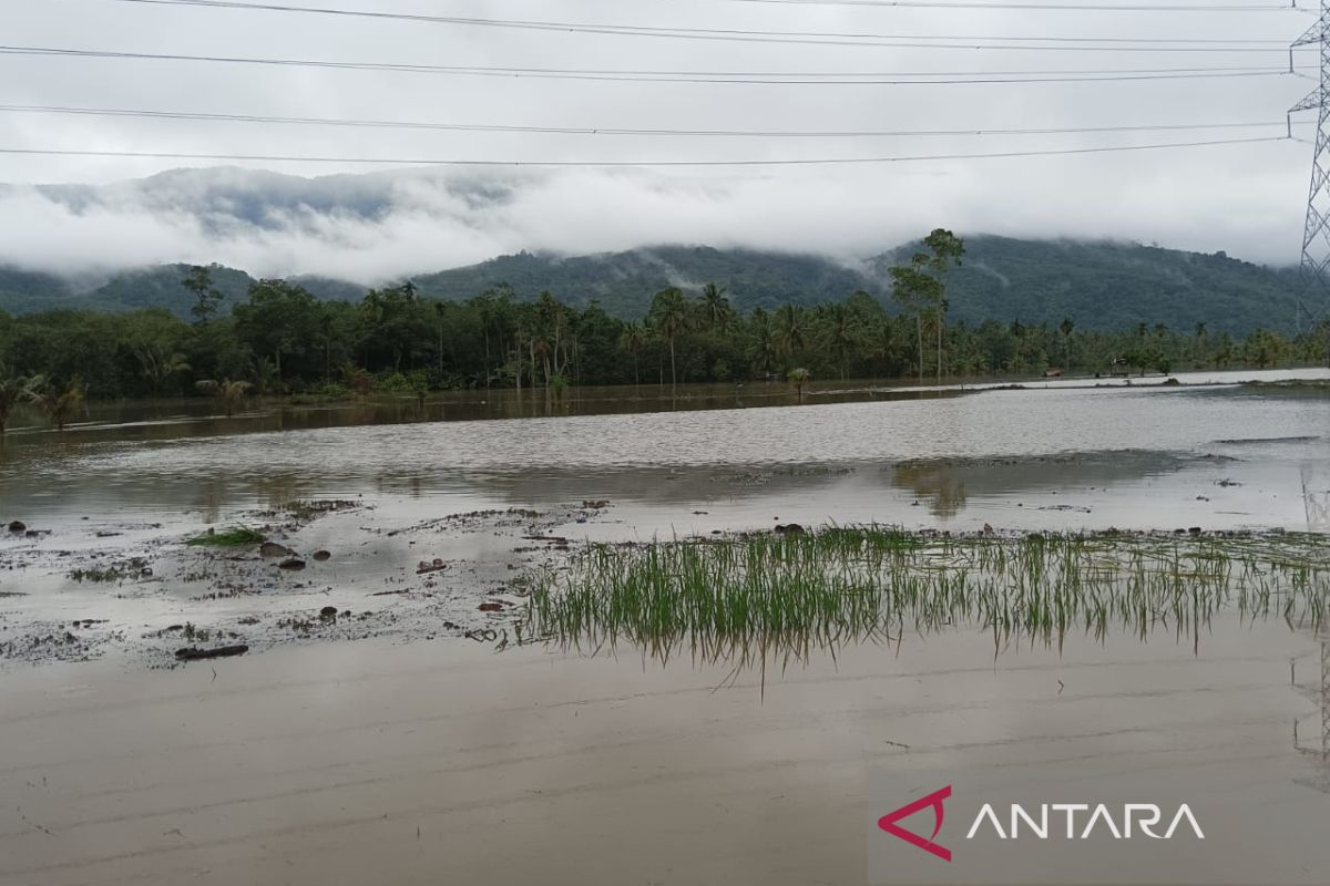 Dampak banjir, puluhan hektare sawah di Sayur Matinggi Tapsel terancam puso