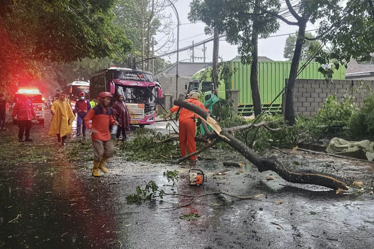 Satu orang meninggal dunia akibat tertimpa pohon di Kota Malang