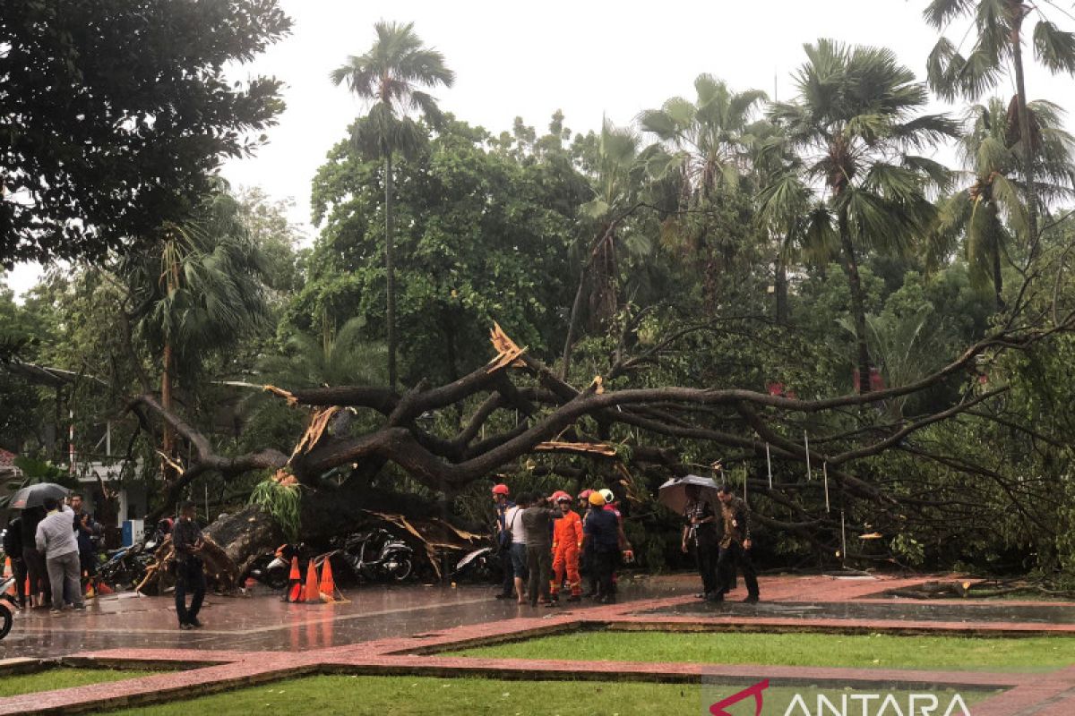 Heru minta pangkas pohon rawan tumbang di Jakarta