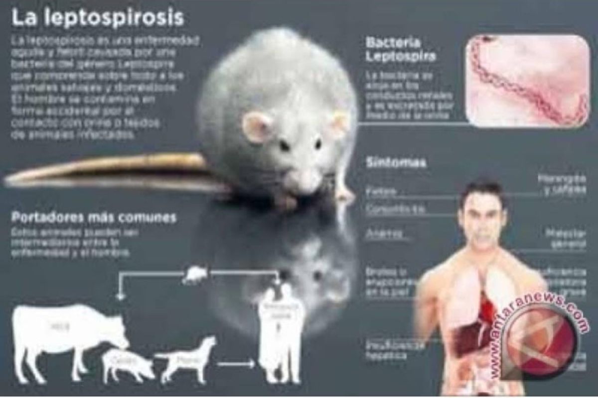 Warga diminta waspada penyakit kencing tikus saat curah hujan tinggi