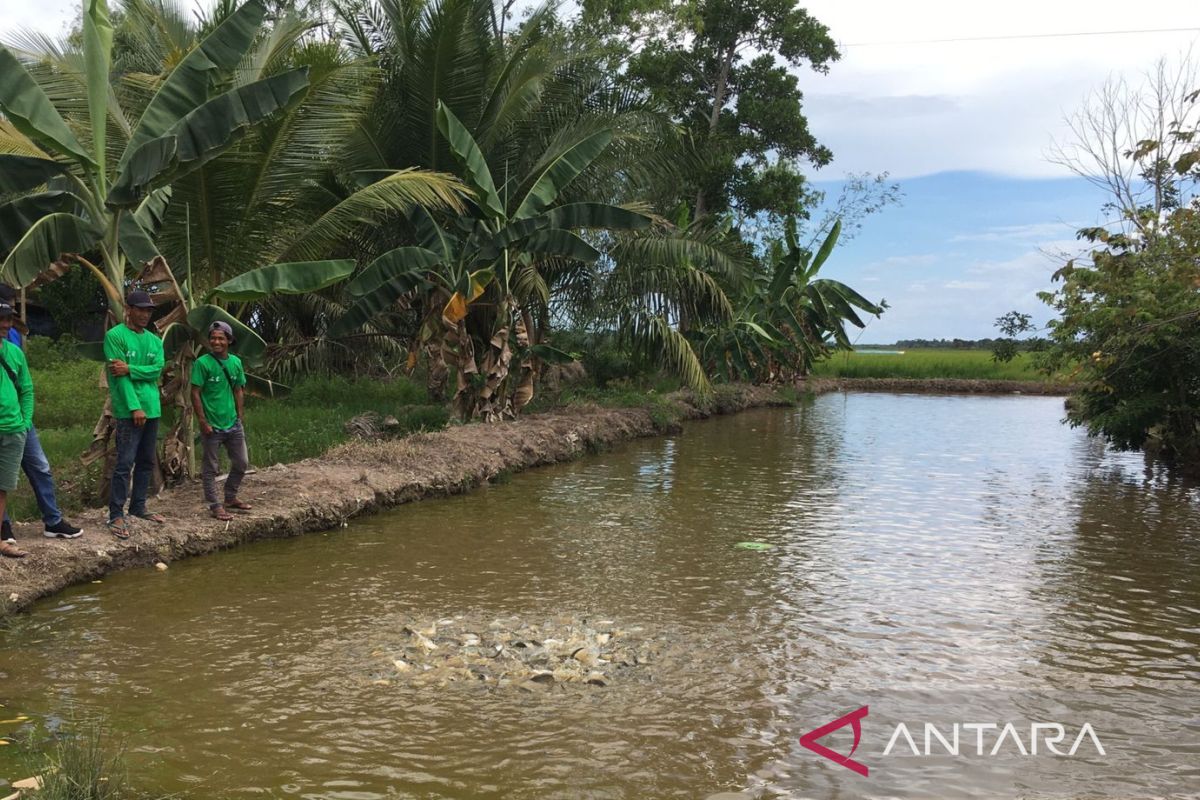 Penajam berupaya penuhi kebutuhan ikan air tawar IKN Indonesia baru