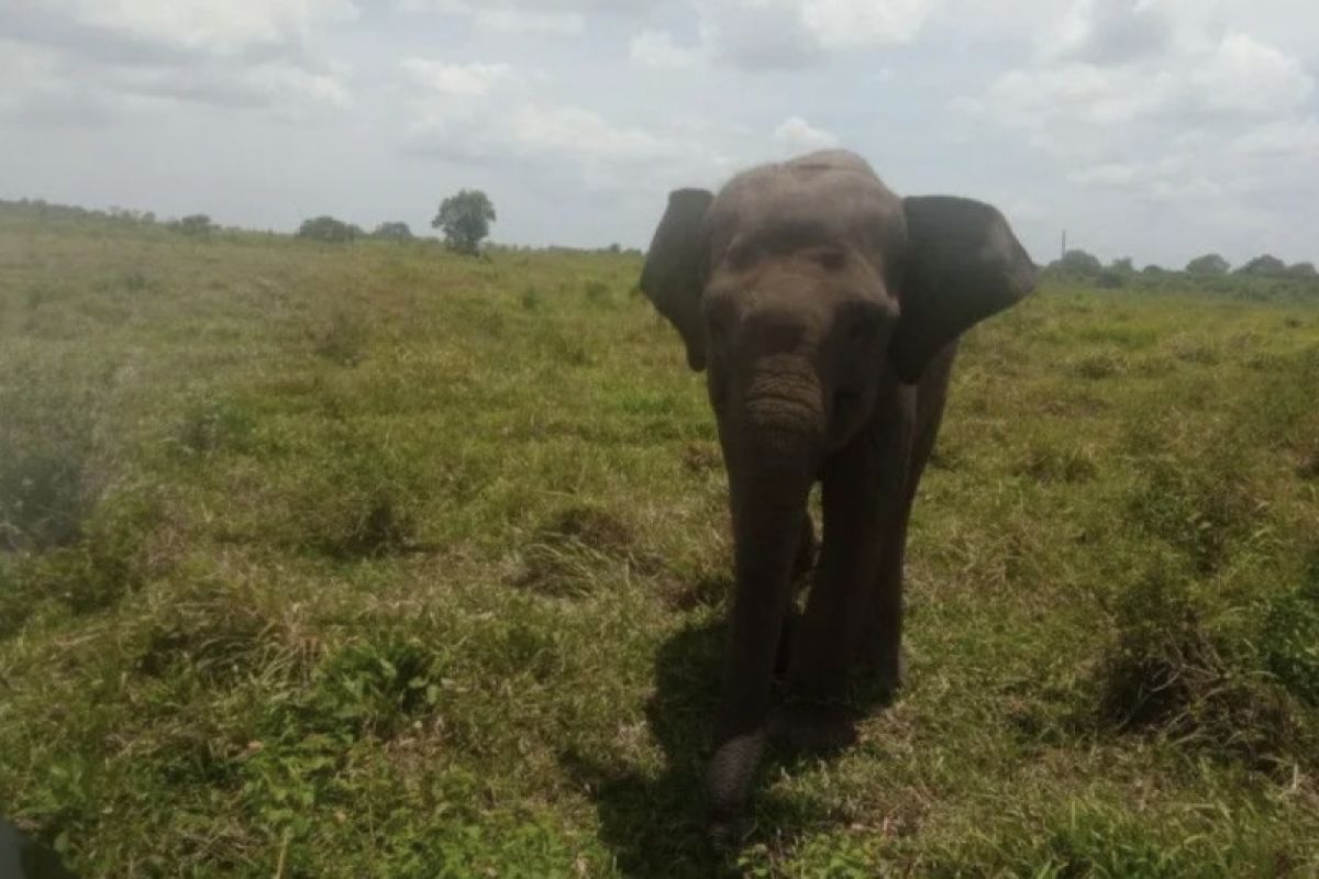 Satu korban serangan gajah liar Way Kambas Lampung Timur meninggal