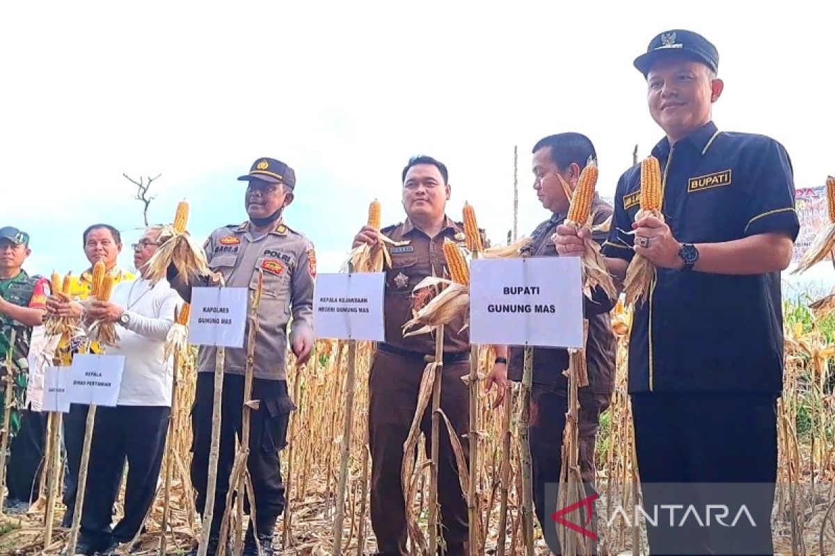 Bupati Gumas bangga petani berhasil budidayakan jagung hibrida