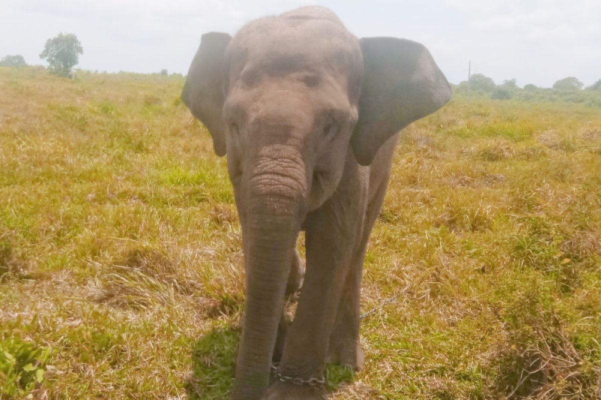 Warga Lampung Timur yang diamuk gajah liar Way Kambas akhirnya meninggal dunia