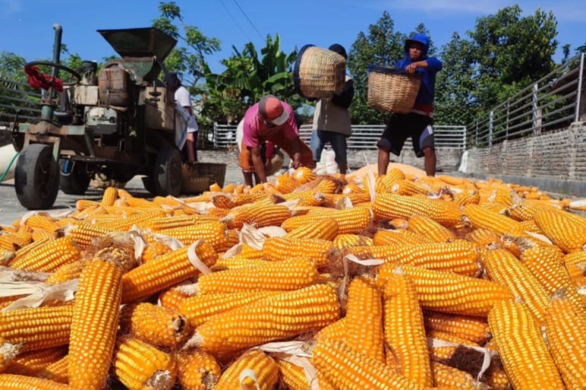 Harga jagung anjlok, petani Jember datangi Kantor Kementan