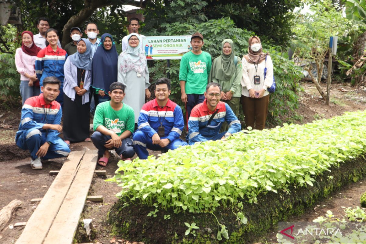 Kelompok Tani  Kampung Sidrap Kutai Timur sukses majukan usia panen