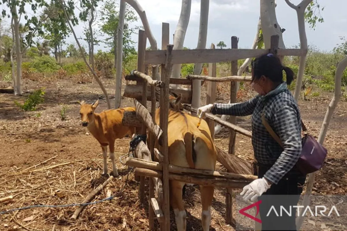 Pulau Semau bebas penyakit brucellosis