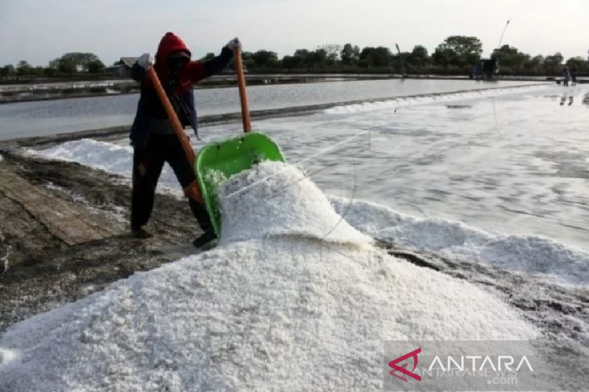 Kualitas garam Aceh perlu ditingkatkan sebelum punah di pasar