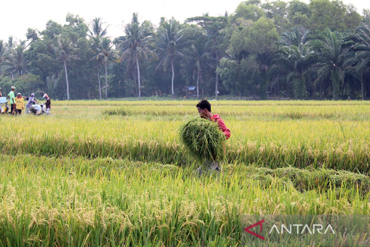 Lampung catat 640.968 petani ikut serta dalam kartu tani