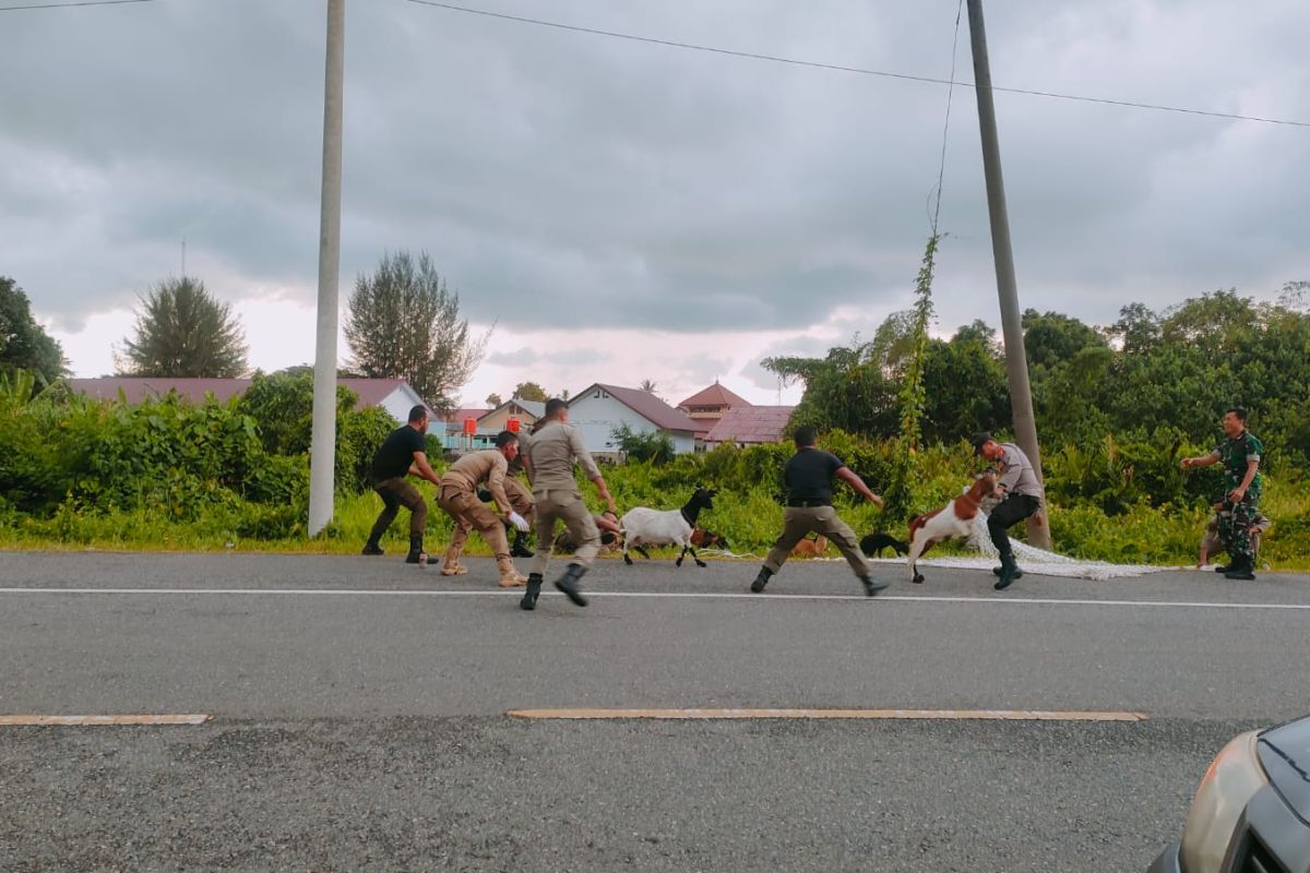 Satpol PP-WH Aceh Jaya tangkap 27 ternak di jalan raya