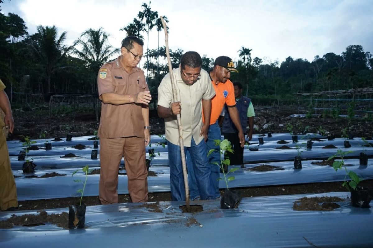 Pemkab Biak Numfor antisipasi krisis ekonomi dengan ketahanan pangan lokal